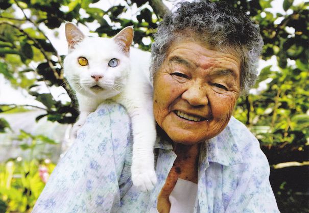 Fukumaru, the friendliest cat with heterochromia.
