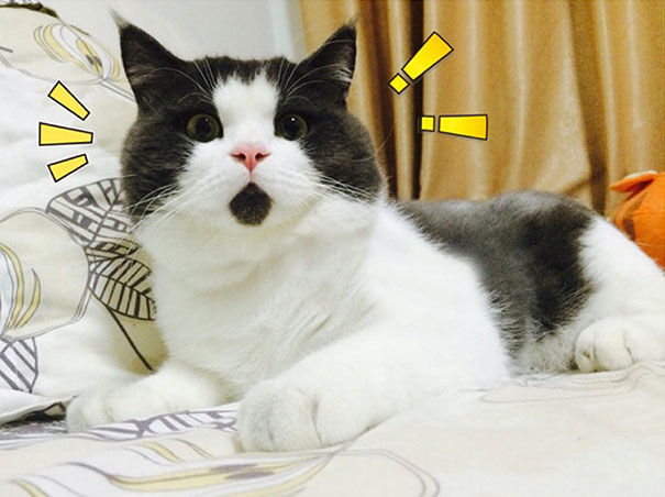 Banye, the OMG cat.