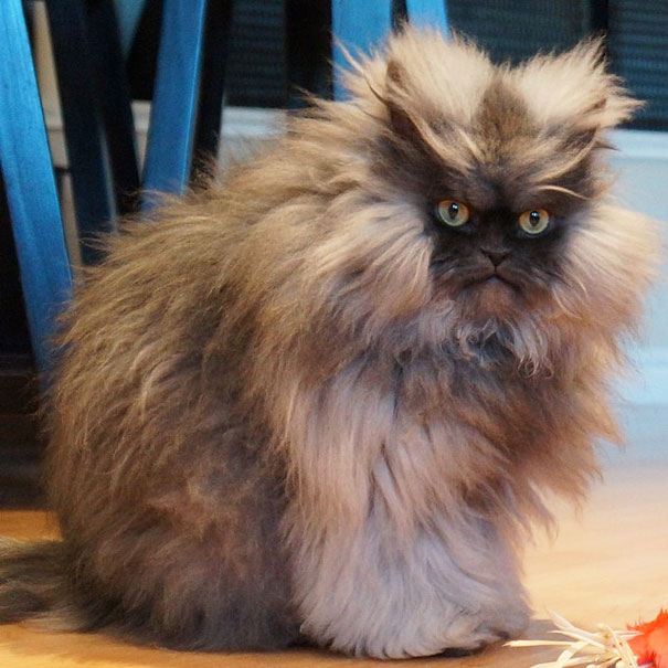 Colonel Meow, the holder of Guiness World Record for longest cat hair.