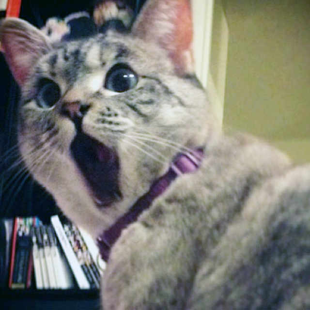 Nala, the shocked cat.