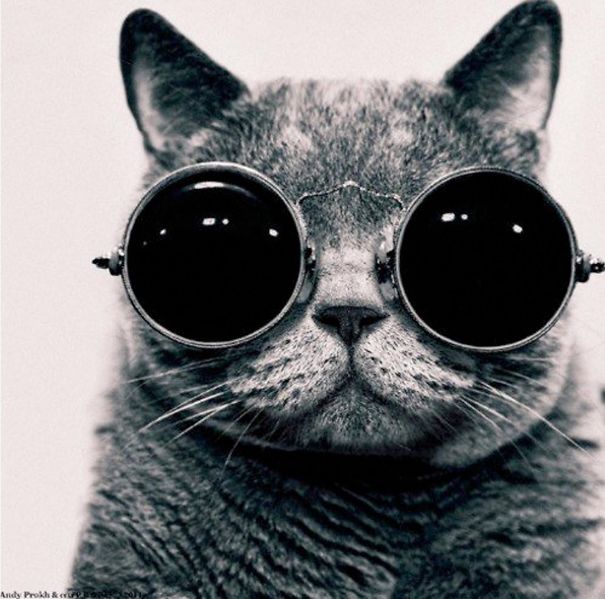 Lilu, the cat who wore the glasses.