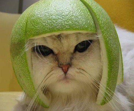 Melon-Helmet Cat