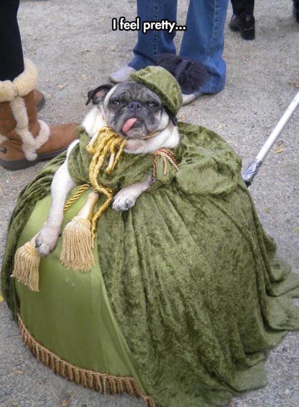 meme stream - victorian pug costume - O feel pretty...