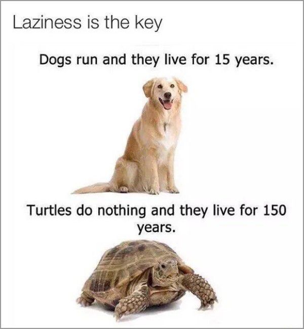 meme stream - rabbit dog turtle - Laziness is the key Dogs run and they live for 15 years. Turtles do nothing and they live for 150 years.
