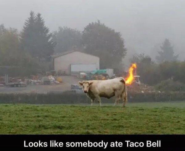 meme stream - funny cow meme - Looks somebody ate Taco Bell