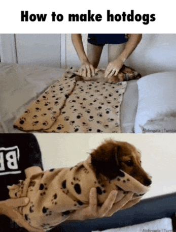 meme stream - dog in blanket burrito gif - How to make hotdogs