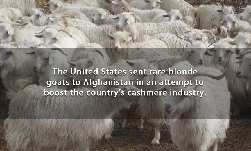 cashmere goats - The United States sent rare blonde goats to Afghanistan in an attempt to boost the country's cashmere industry.