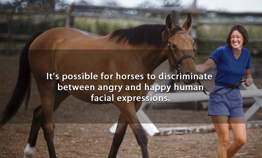 rein - It's possible for horses to discriminate between angry and happy human facial expressions.