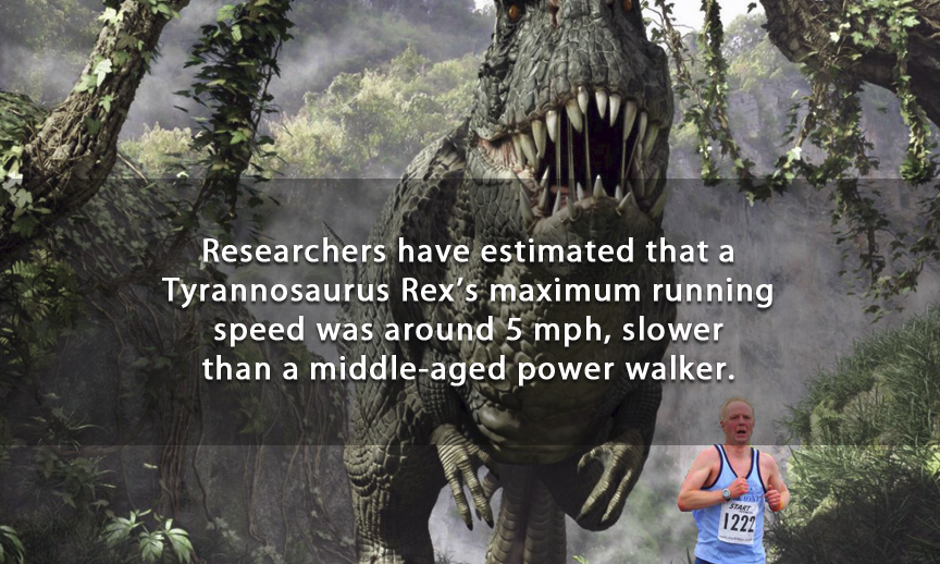 tree - Researchers have estimated that a Tyrannosaurus Rex's maximum running speed was around 5 mph, slower than a middleaged power walker.