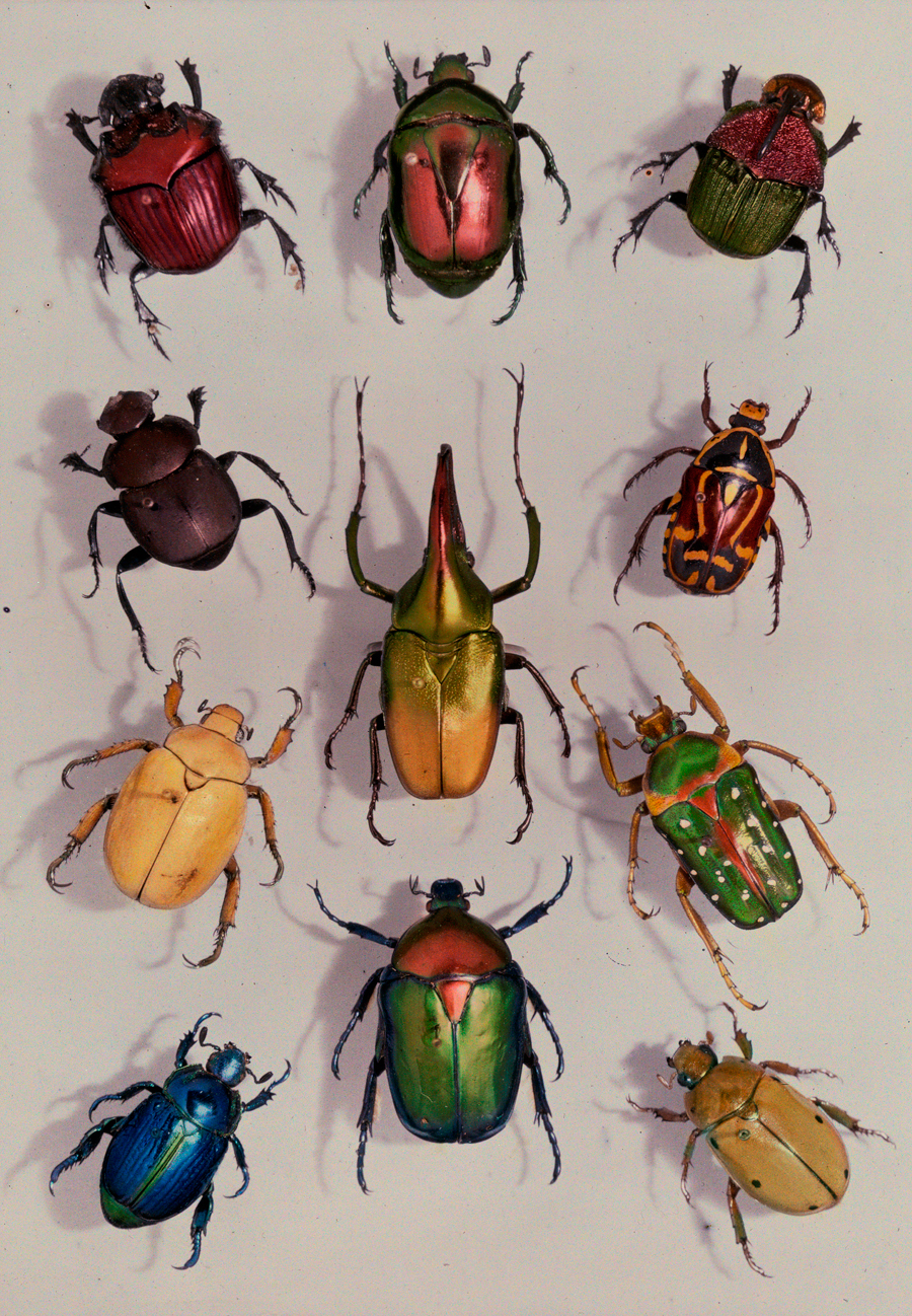 national geographic beetles