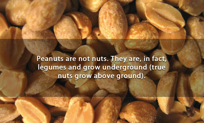 old peanuts food - Peanuts are not nuts. They are, in fact, legumes and grow underground true nuts grow above ground.