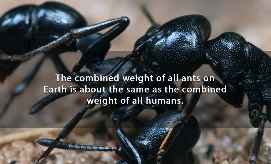scout ants - The combined weight of all ants on Earth is about the same as the combined weight of all humans.