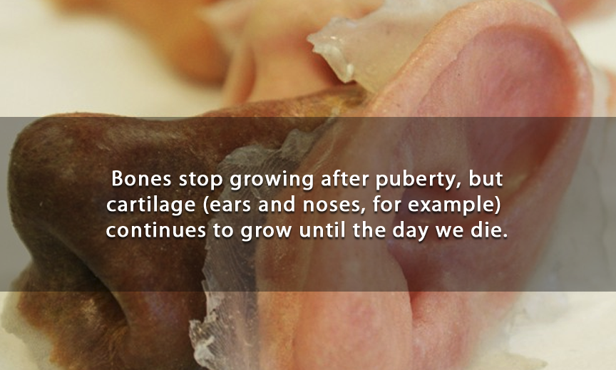 jaw - Bones stop growing after puberty, but cartilage ears and noses, for example continues to grow until the day we die.