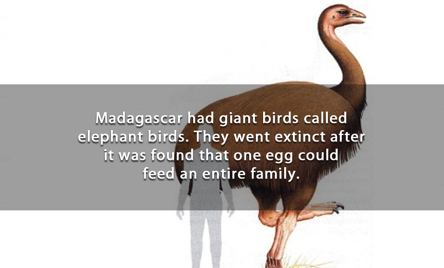 elephant bird of madagascar - Madagascar had giant birds called elephant birds. They went extinct after it was found that one egg could feed an entire family.