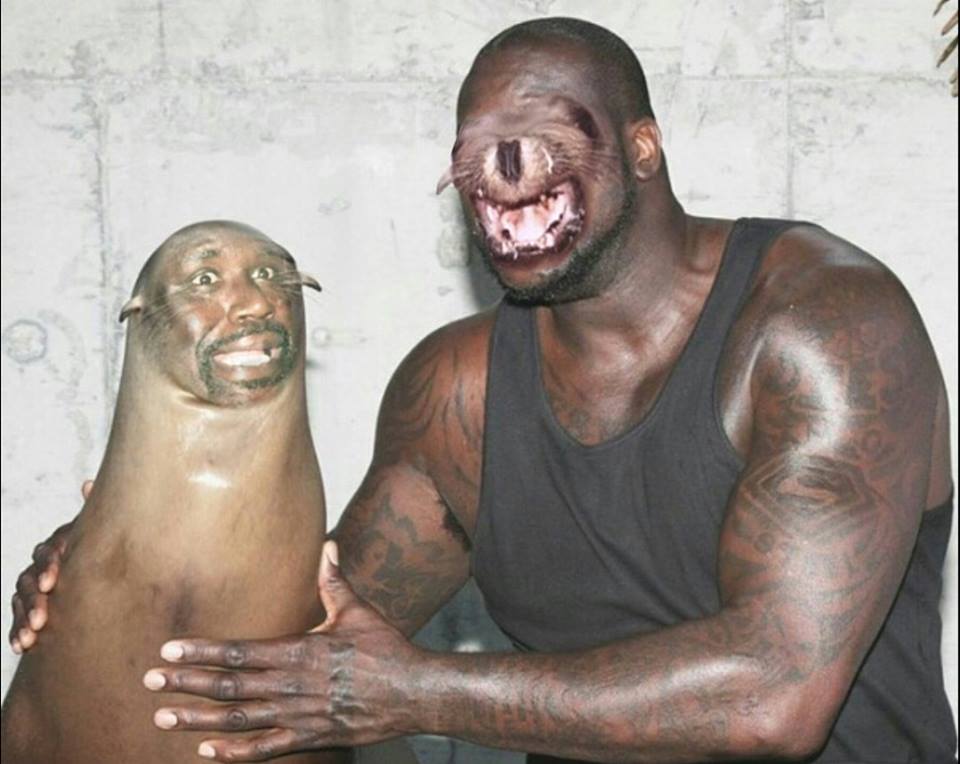 memes - shaq and a seal