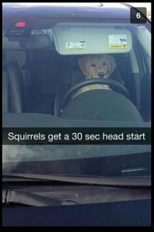 funny snapchat funny car snaps - Squirrels get a 30 sec head start