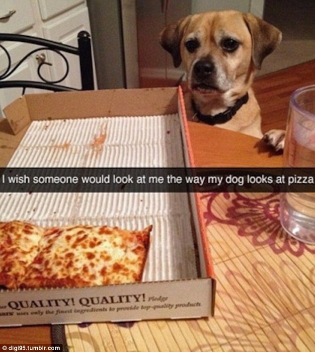 funny snapchat wish someone would look at me - I wish someone would look at me the way my dog looks at pizza, Qualityi Quality! ridge anwesenly the finest ingredients to provide to i ty product digi95.tumblr.com