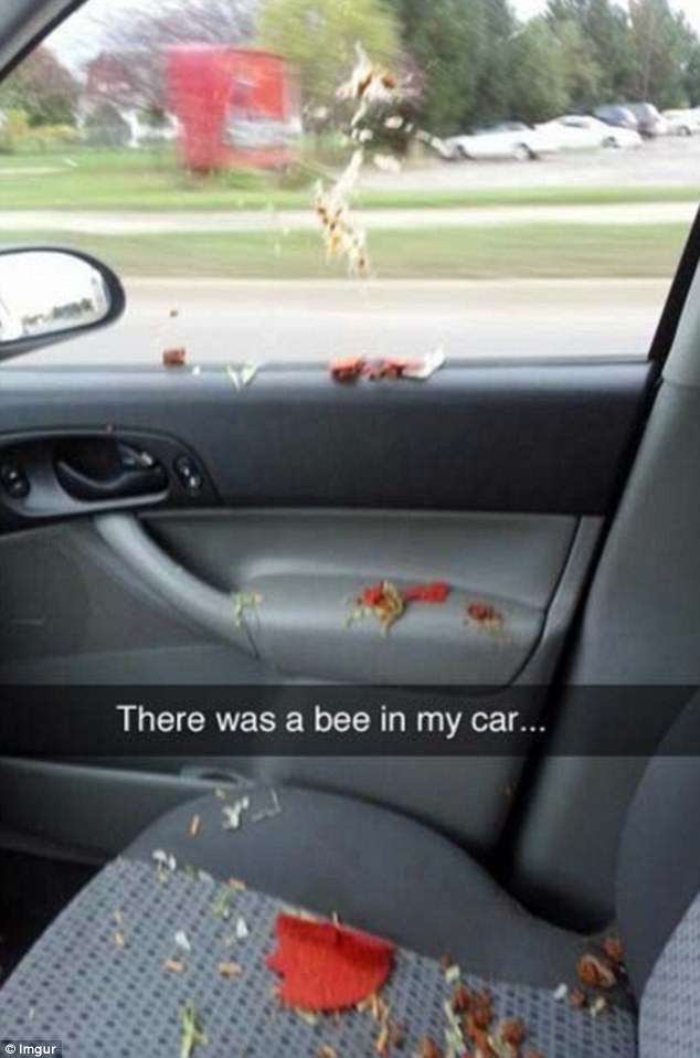 funny snapchat funny snapchat post - There was a bee in my car... Imgur