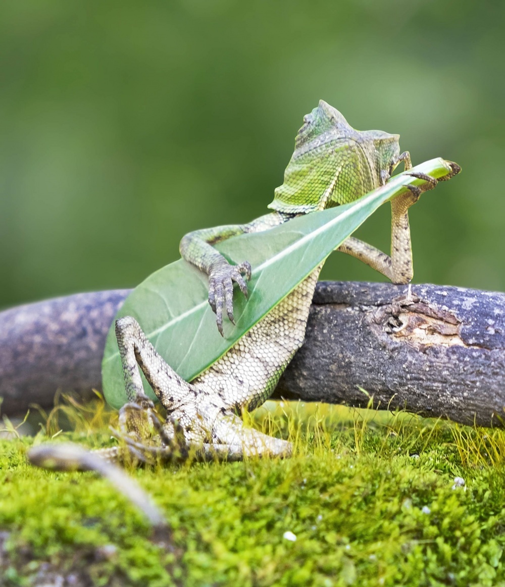 dragon lizard playing leaf guitar
