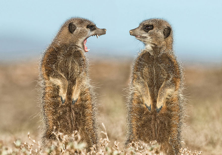 Funny Pictures Of Animals That Will Put A Smile On Your Face EBaum s 