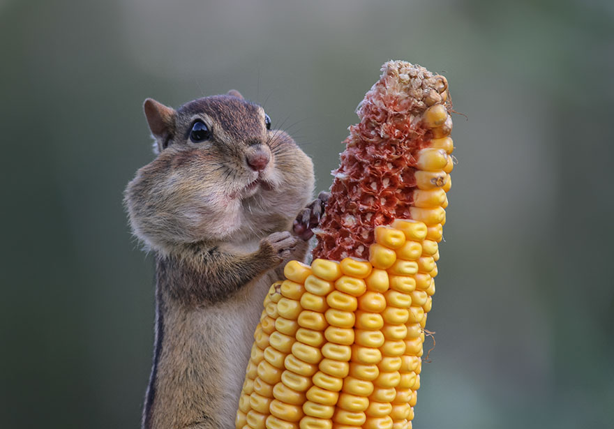 Funny Pictures Of Animals That Will Put A Smile On Your Face EBaum s 