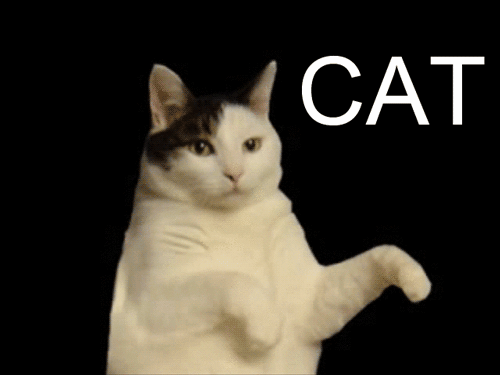 dancing cat gif -