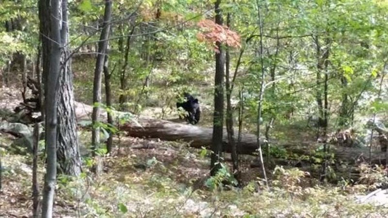 This photo was taken by a hiker in New Jersey, as they saw a bear along the trail. It is a sad story, as moments later the hiker was killed by that same bear.