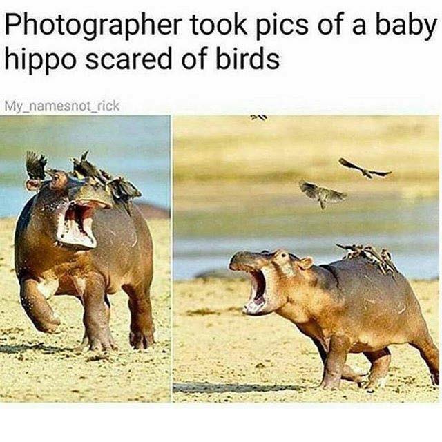 meme stream - baby hippo scared of birds - Photographer took pics of a baby hippo scared of birds My_namesnot_rick