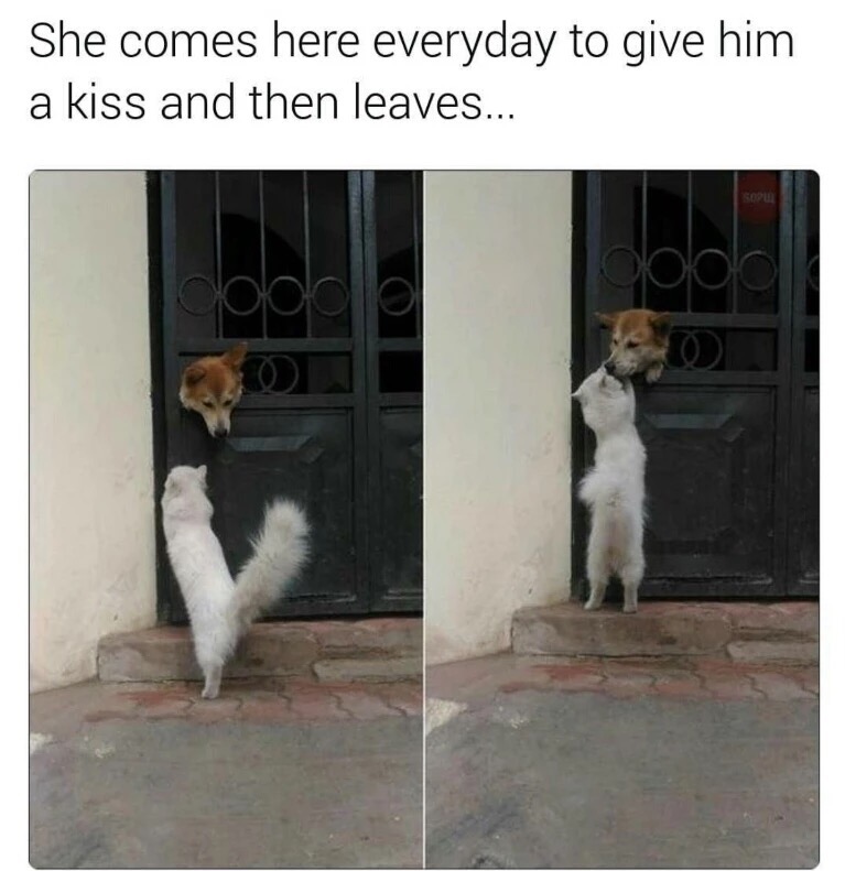 memes - wholesome animal memes - She comes here everyday to give him a kiss and then leaves...