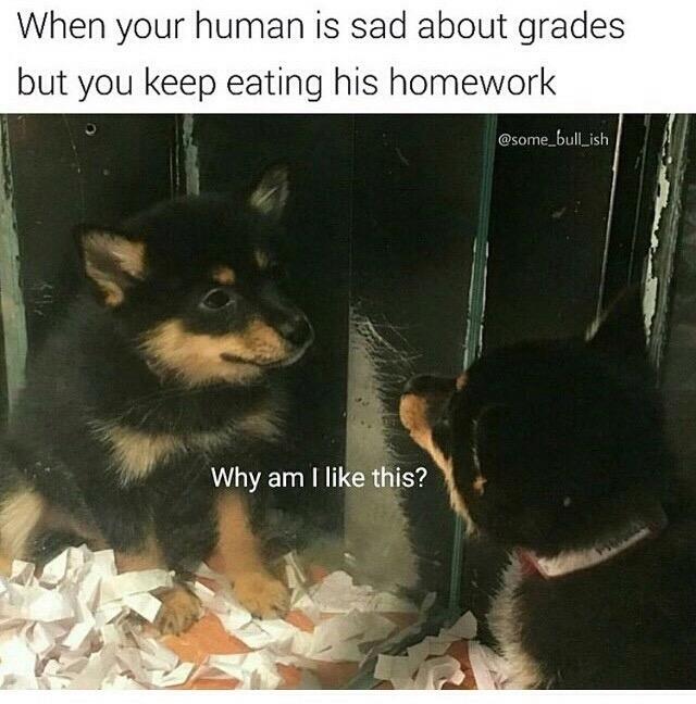 am i like this meme - When your human is sad about grades but you keep eating his homework Why am I this?