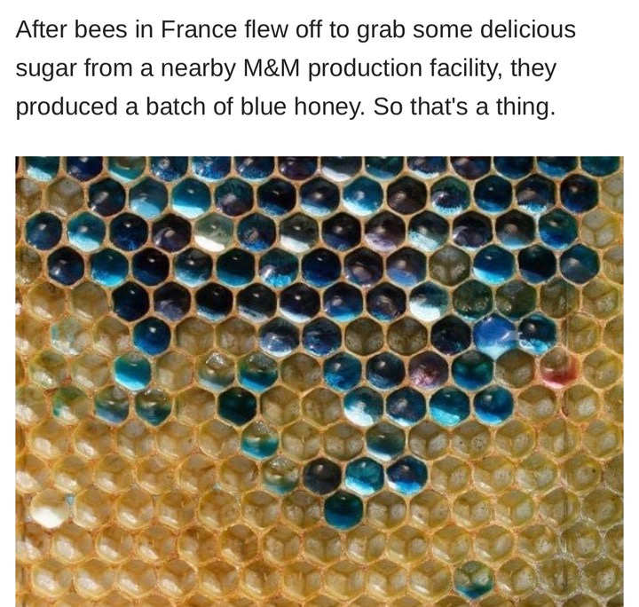 bee blue honey - After bees in France flew off to grab some delicious sugar from a nearby M&M production facility, they produced a batch of blue honey. So that's a thing.