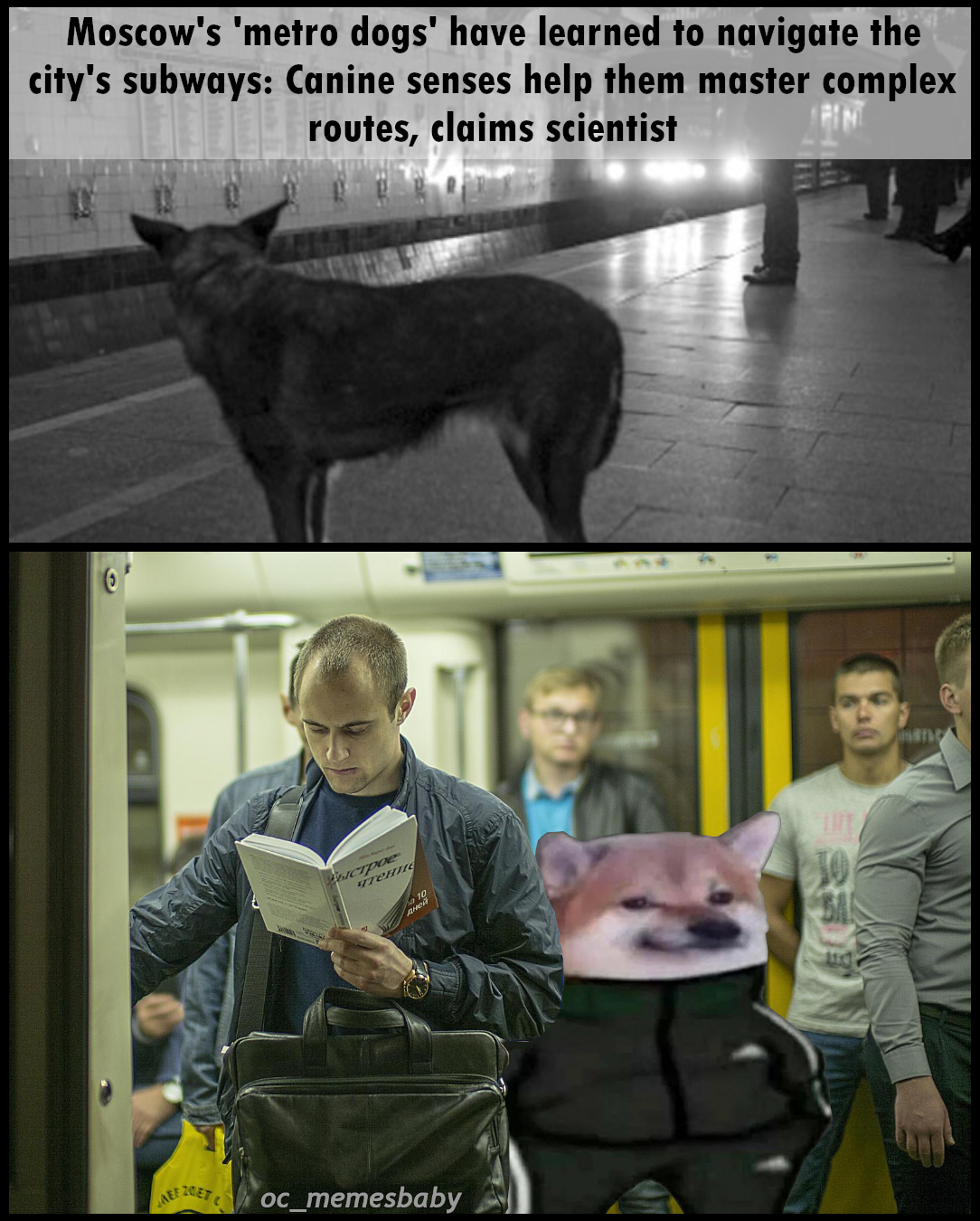 photo caption - Moscow's 'metro dogs' have learned to navigate the city's subways Canine senses help them master complex routes, claims scientist oc_memesbaby