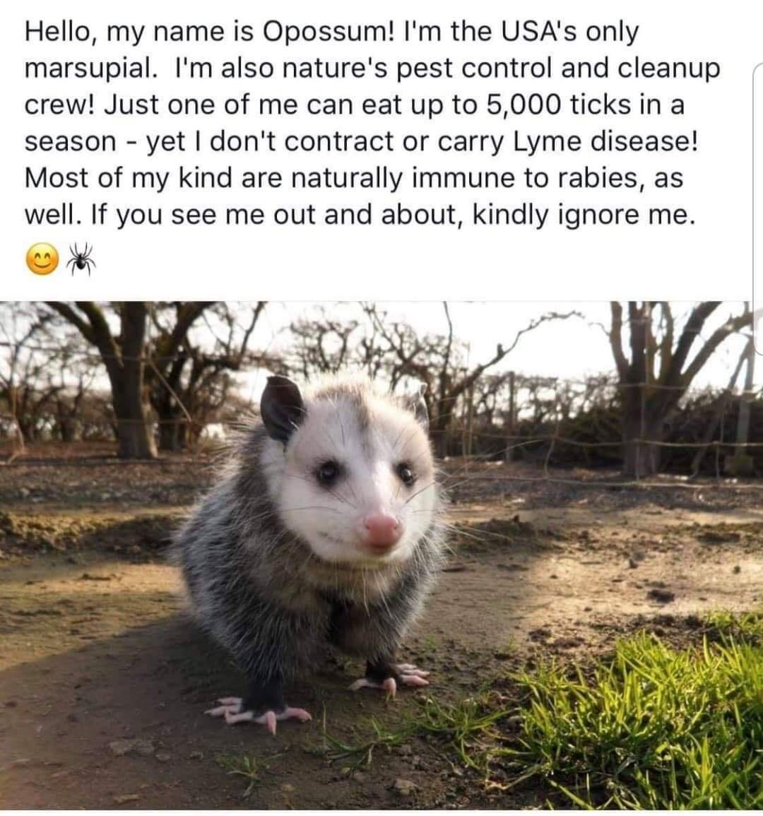 opossum meme - Hello, my name is Opossum! I'm the Usa's only marsupial. I'm also nature's pest control and cleanup crew! Just one of me can eat up to 5,000 ticks in a season yet I don't contract or carry Lyme disease! Most of my kind are naturally immune 