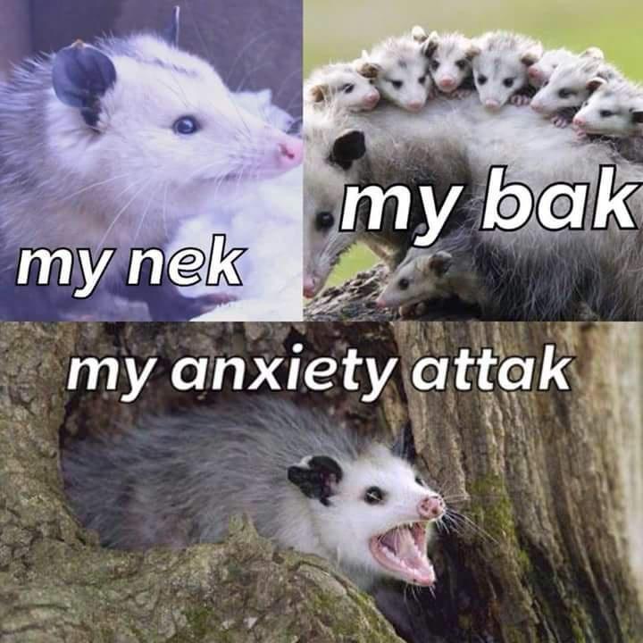 possum meme anxiety - my bak my nek my anxiety attak