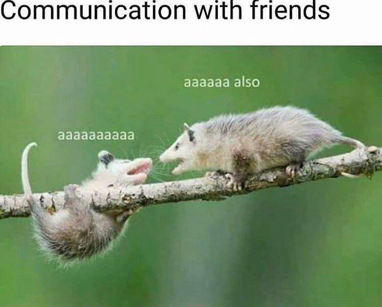 possum meme aaaaaa - Communication with friends aaaaaa also