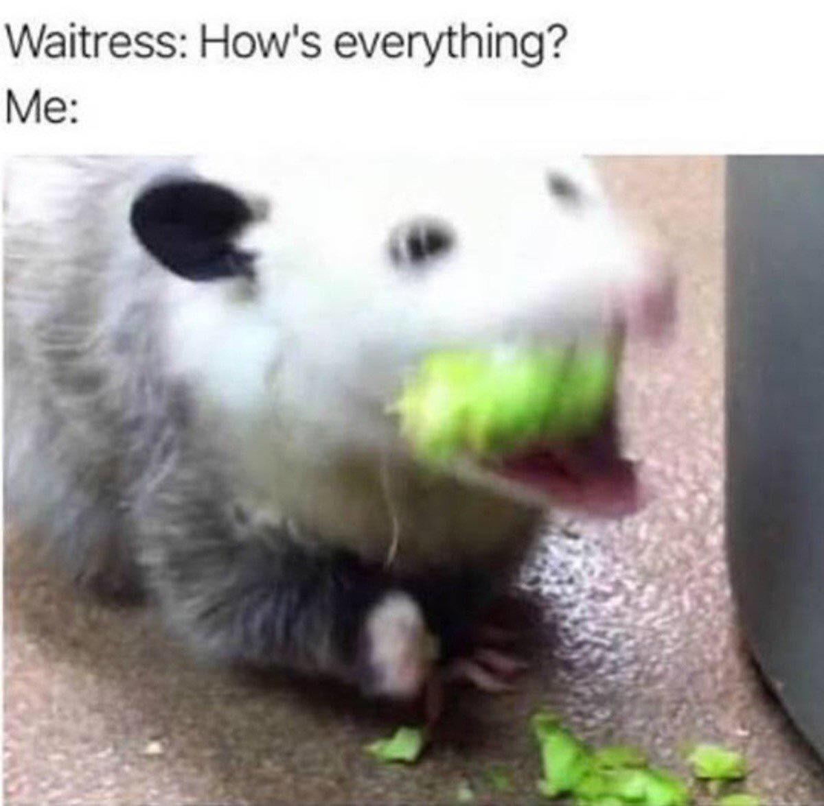 dank animal memes - Waitress How's everything? Me