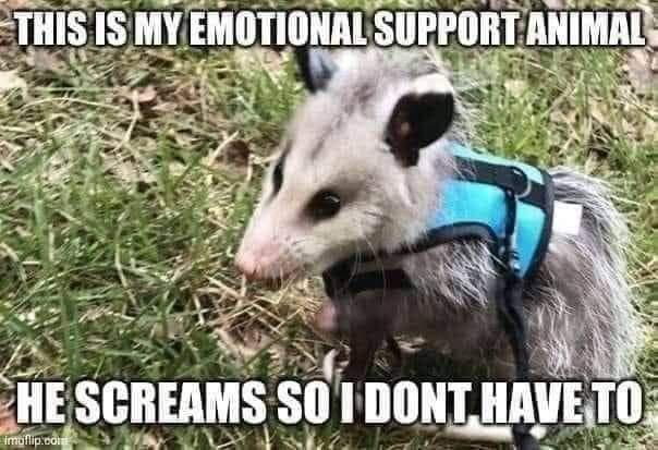 possum memes - This Is My Emotional Support Animal He Screams So I Dont Have To imullip.com