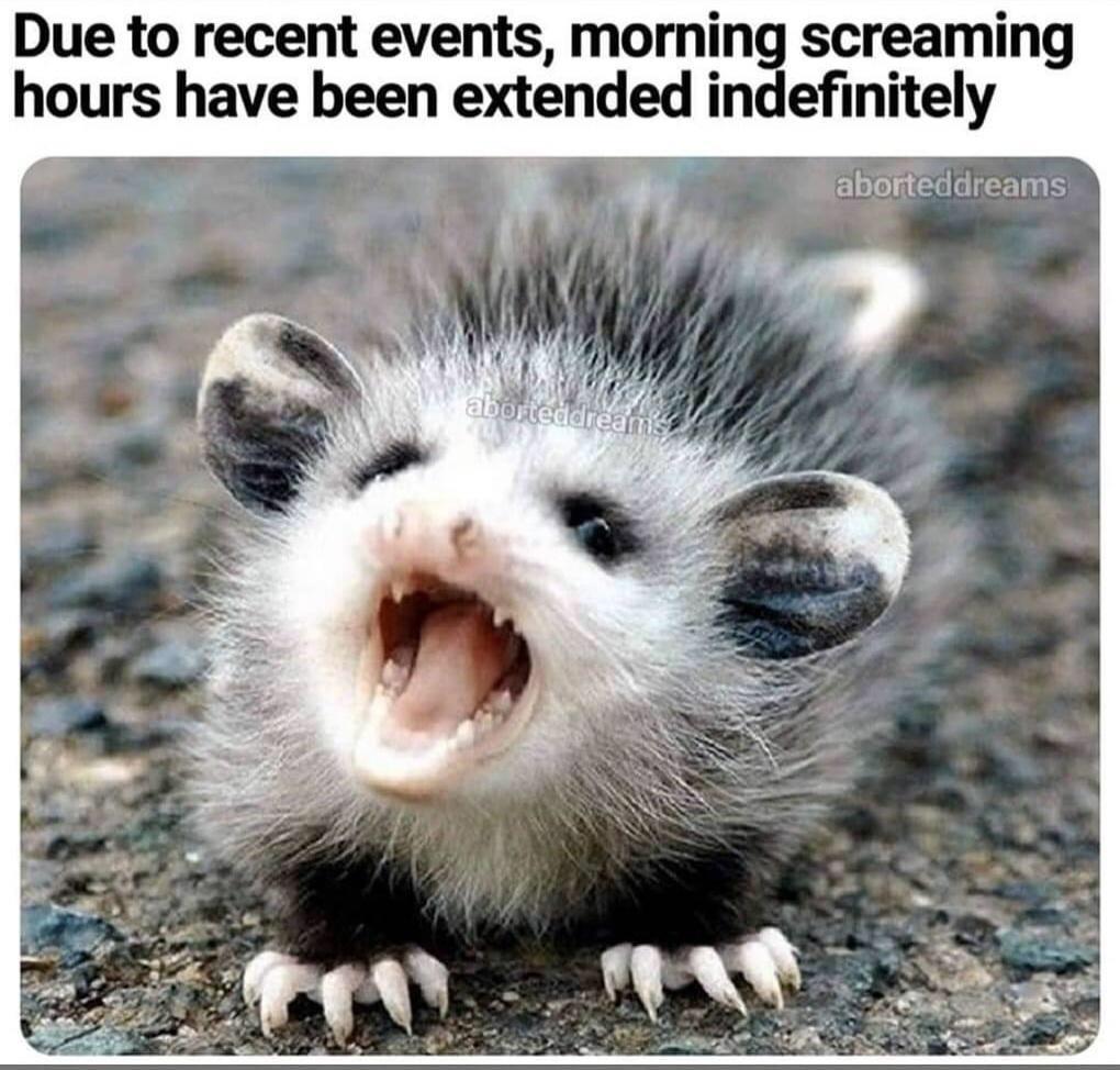 baby possum with mouth open - Due to recent events, morning screaming hours have been extended indefinitely aborteddreams aborteddreams