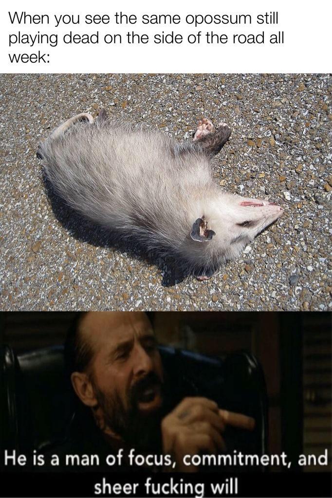 man of determination - When you see the same opossum still playing dead on the side of the road all week He is a man of focus, commitment, and sheer fucking will