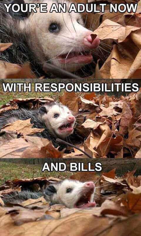 possum job interview - Your'E An Adult Now With Responsibilities And Bills