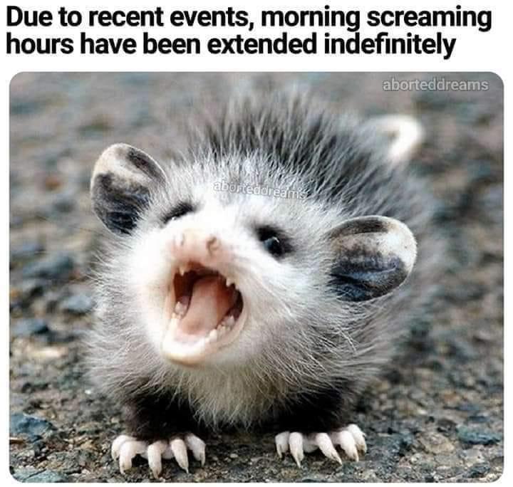 baby possum - Due to recent events, morning screaming hours have been extended indefinitely aborteddreams aborteddreams