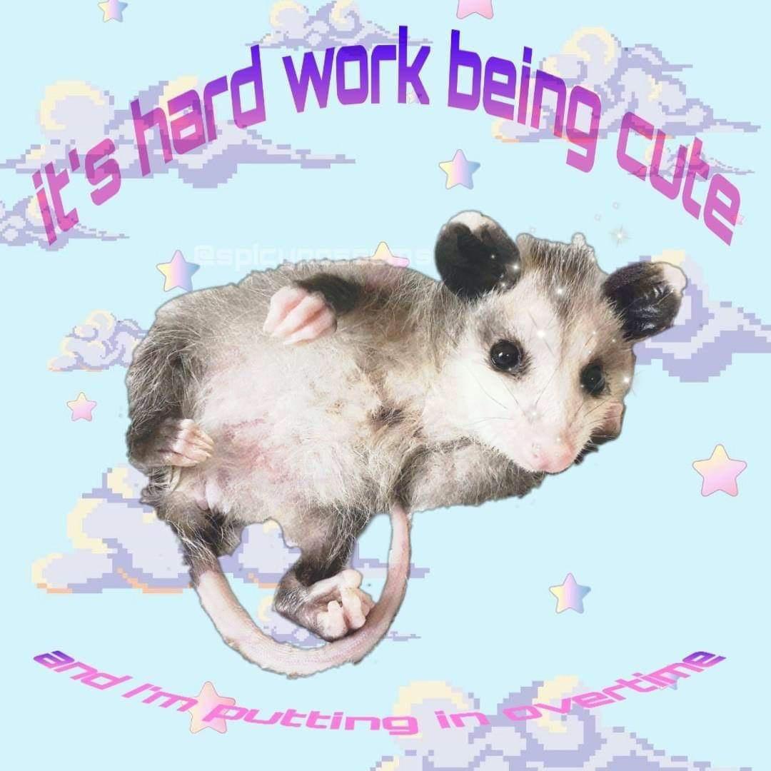 opossum gang - jt's hard work Mom Putting being Cute