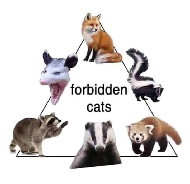 forbidden cats - forbidden cats