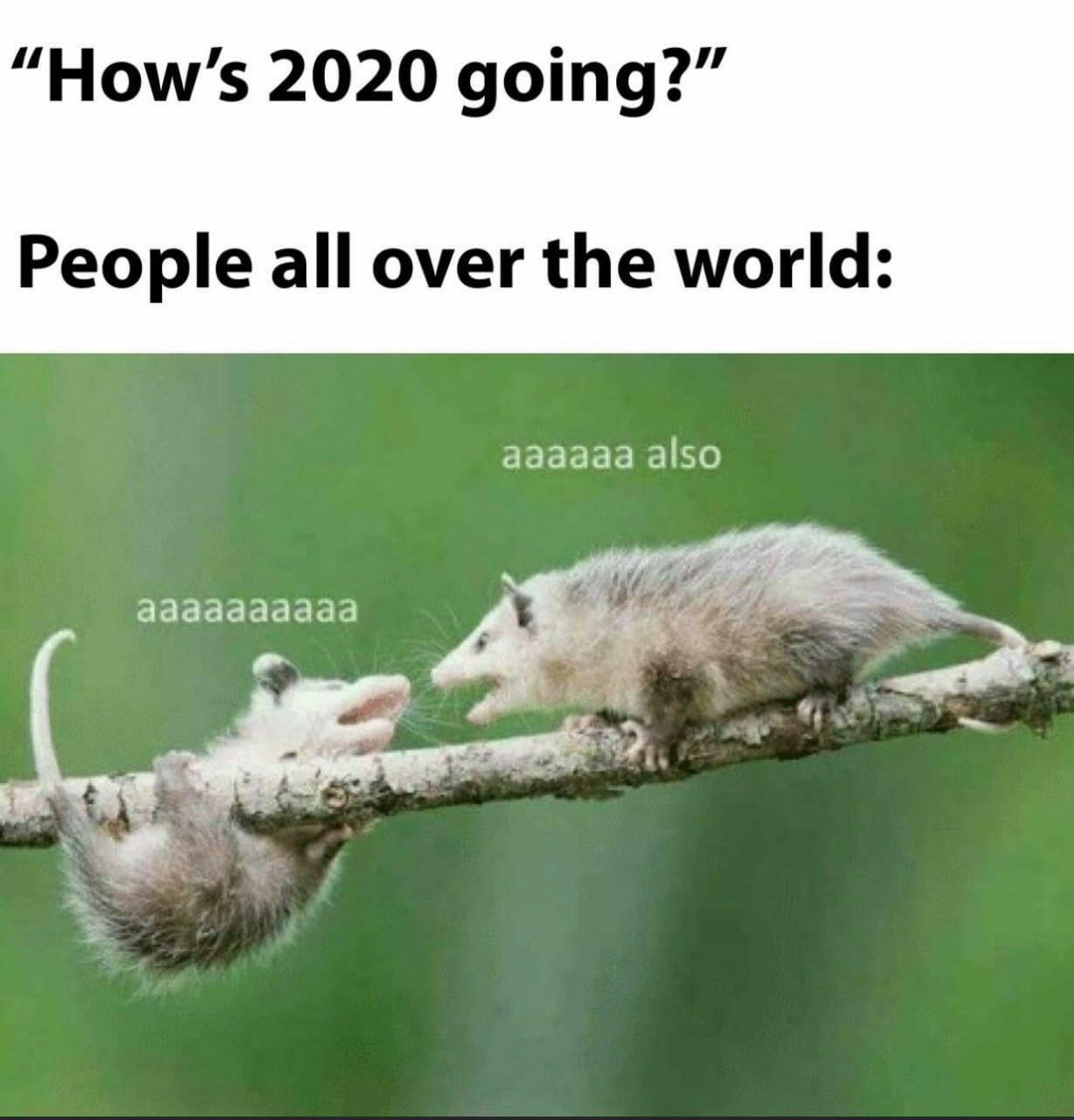 possum meme aaaaaa - How's 2020 going?" People all over the world aaaaaa also
