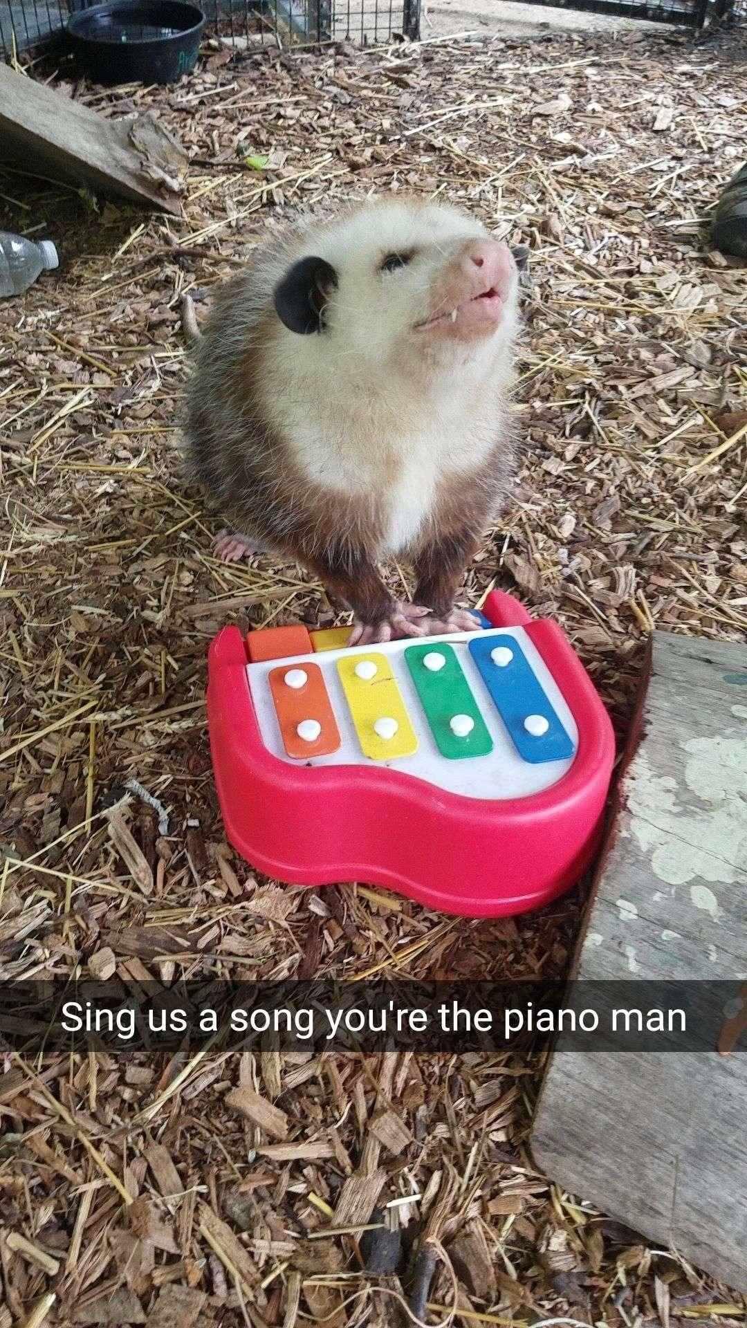 funny opossum - O 82 Sing us a song you're the piano mar