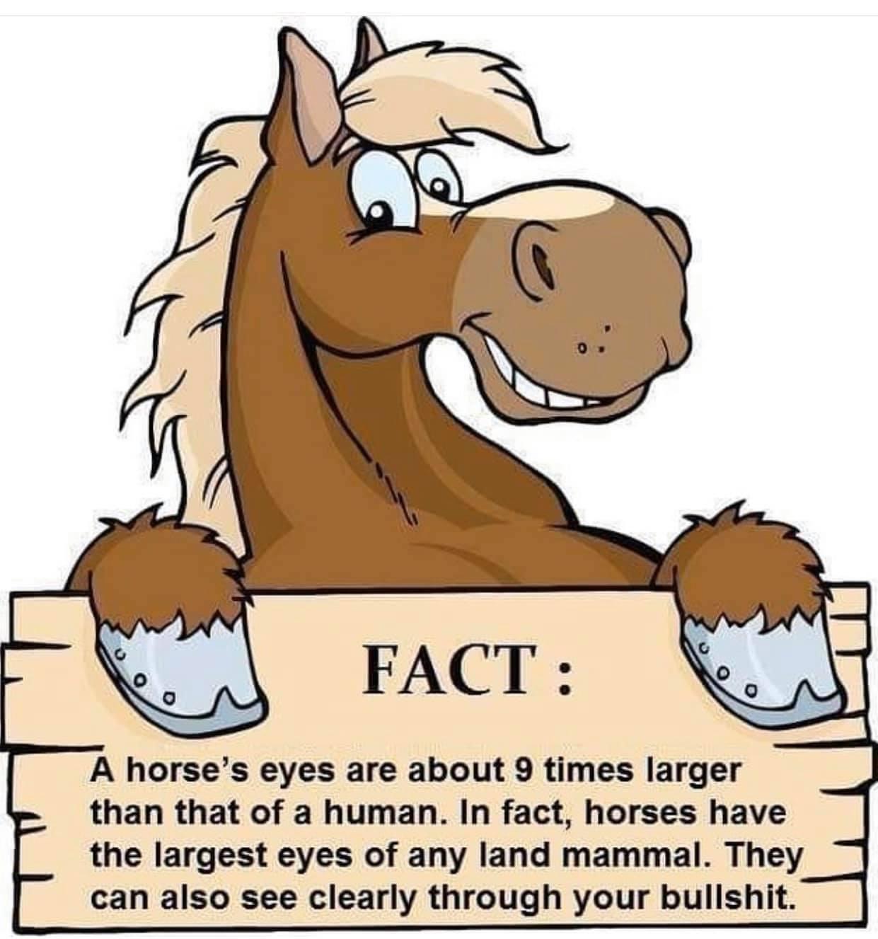 horse cartoon hd - G Fact A horse's eyes are about 9 times larger than that of a human. In fact, horses have the largest eyes of any land mammal. They can also see clearly through your bullshit.