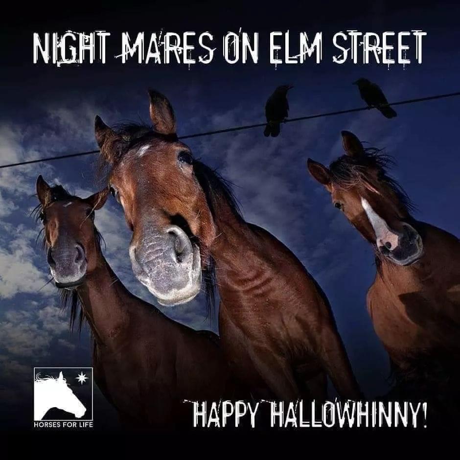 mustang horse - Night Mares On Elm Street Happy Hallowhinny! Horses For Life