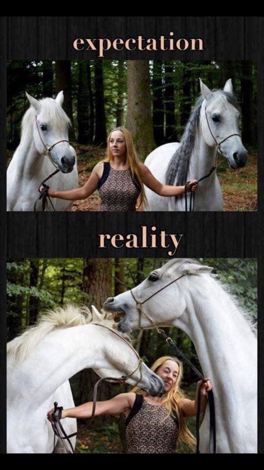 halter - expectation reality