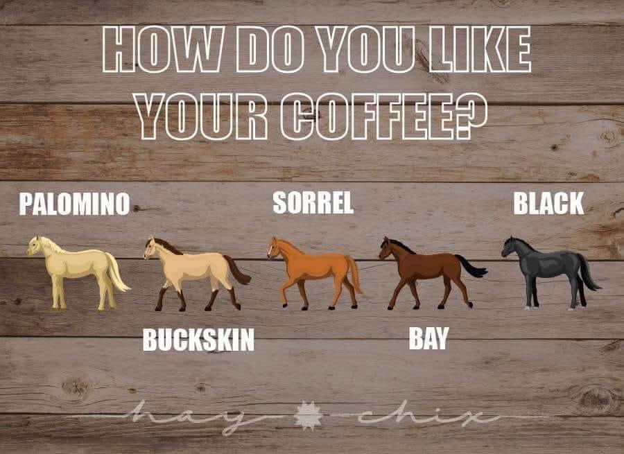 do you like your coffee horse - How Do You Your Coffee? Palomino Sorrel Black Buckskin Bay