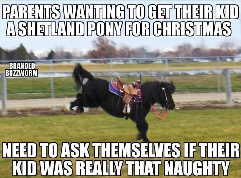 stallion - Parents Wanting To Get Their Kid Ashetland Pony For Christmas Branded Buzzworm Need To Ask Themselves If Their Kid Was Really That Naughty